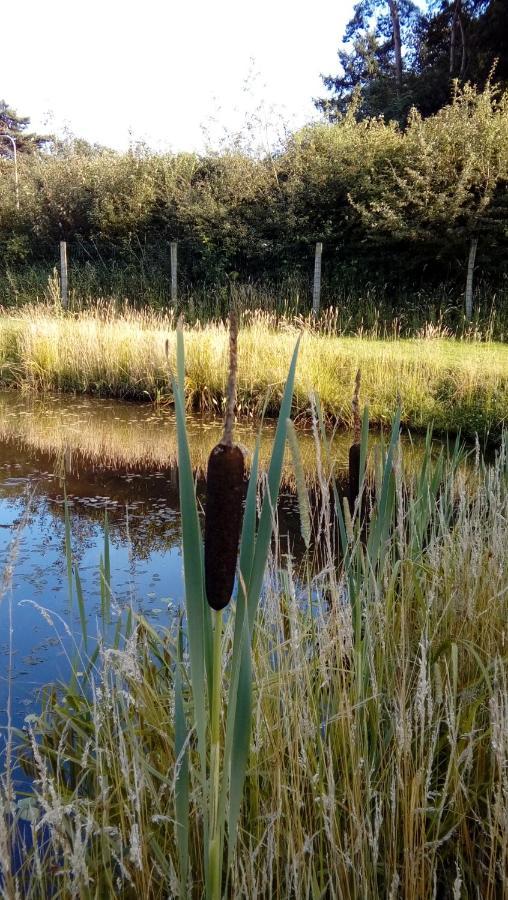 Luxe Woodlodge In Een Prachtige En Bosrijke Omgeving Bornerbroek Zewnętrze zdjęcie